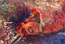 Adult Christmas island red crab feeds on larvae emerging from sea for migration to forest {Gecarcoidea natalis} Christmas island, Pacific.