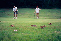 Adult Christmas island red crabs crossing golf course on migration to beach {Gecarcoidea natalis} Christmas Island, Pacific.