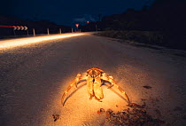 Coconut / Robber crab {Birgus latro} feeds on dead Red crab {Gecarcoidea natalis} at night. Christmas Is, Pacific