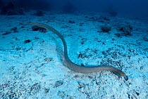 Olive brown sea snake {Aipysurus laevis} Great Barrier Reef, Queensland, Australia