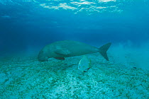 Dugong swimming {Dugong dugon} Indo Pacific