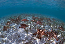 Sea stars on seafloor {Protoreaster nodosus} Indo Pacific