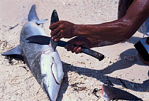 Fisherman cuts fin from Grey reef shark {Carcharhinus amblyrhynchos} Philippines