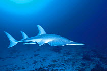 Shovelnose ray {Rhinobatos batillum} Great Barrier Reef, Queensland, Australia