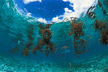 Seaweed farming, Arenas Reef, Philippines