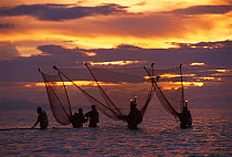 Shrimp fishermen with push nets and lights at sunset, Bicol, Philippines