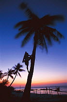 Coconut wine collector climbing palm tree. Philippines