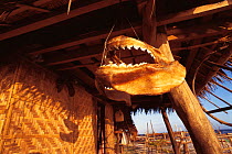 Jaw of tiger shark drying Pamilacan Island, Philippines