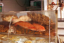 Live fish in tank in restaurant, Hong Kong, China