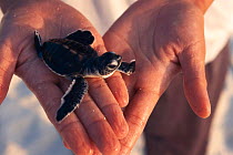 Green sea turtle baby held in hand {Chelonia mydas} Turtle Is, Philippines