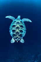 Green sea turtle {Chelonia mydas}, Indo Pacific