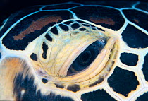 Close up of eye of Green sea turtle {Chelonia mydas} Indo-Pacific