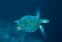 Hawksbill turtle {Eretmochelys imbricata} swimming, Indo Pacific