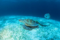 Green sea turtle feeding on sea grass {Chelonia mydas} Indo Pacific