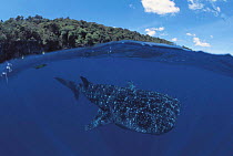 Whale shark {Rhincodon typus}, split level, Christmas Island, Pacific Ocean