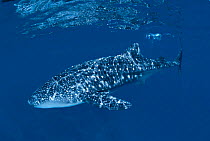 Whale shark {Rhincodon typus}, Christmas Island, Pacific Ocean
