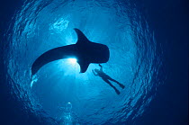 Whale shark and person swimming in silhouette {Rhinicodon typus} Indo Pacific