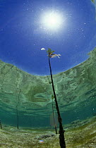 Mangrove seedling {Rhizophoraceae} underwater, Indo-Pacific
