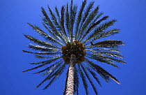 Looking up at Date palm with fruits (Phoenix dactylifera) Seeb, Oman