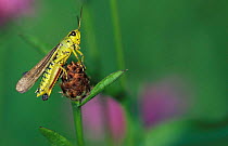 Male Large marsh grasshopper {Stethophyma grossum} NE France