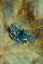 Grizzled skipper butterfly {Pyrgus malvae} Surrey, UK