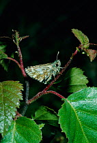 Grizzled skipper butterfly {Pyrgus malvae} Surrey, UK
