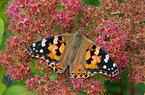 Painted lady butterfly {Vanessa cardui} South Downs, Hampshire, UK