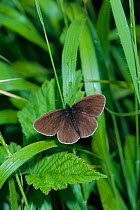Ringlet butterfly {Aphantopus hyperantus} North Downs, Surrey, UK
