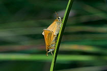 Small skipper butterflies mating {Thymelicus sylvestris} North Downs, Surrey, UK