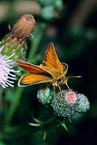 Essex skipper butterfly on thistle {Thymelicus lineola} UK