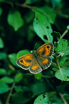 Hedge brown / Gatekeeper butterfly {Pyronia tithounus} North Downs, Surrey, UK