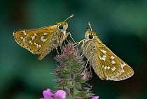 Silver spotted skipper butterflies {Hesperia comma} North Downs, Surrey, UK