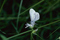 Wood white butterfly {Leptidea sinapis} Surrey, UK