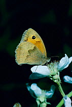 Meadow brown butterfly {Maniola jurtina} Surrey, UK