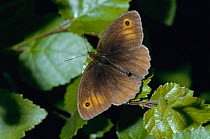 Meadow brown butterfly {Maniola jurtina} Surrey, UK