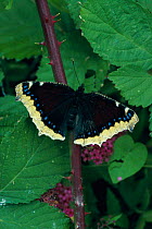 Camberwell butterfly {Nymphalis antiopa} UK