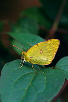 Clouded yellow butterfly {Colias crocea} South Downs, Sussex, UK
