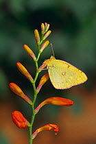 Clouded yellow butterfly on crocosmia flower {Colias crocea} South Downs, Sussex, UK