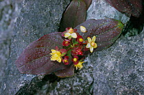 Tutsan flowering in limestone rock crevice {Hypericum androsaemum} Yorks, UK