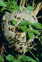 Common wasps on nest {Vespula vulgaris} UK