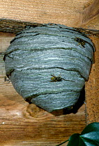 Common wasps on nest {Vespula vulgaris} UK