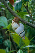 Florida tree snail in tree {Liguus fasciatus} Everglades NP, Florida, USA