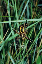Orb web / wasp spider building web {Argiope bruennichi} UK spinning