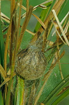 Orb web / Wasp spider nest {Argiope bruennichi} UK
