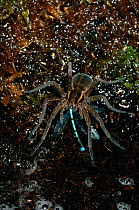 Raft spider {Dolomedes fimbriatus} feeding on Blue damselfly. UK