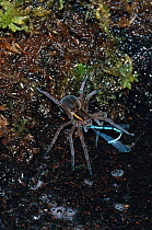 Raft spider {Dolomedes fimbriatus} feeding on Blue damselfly. UK