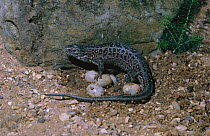 Sand lizard with eggs {Lacerta agilis} Sussex, UK