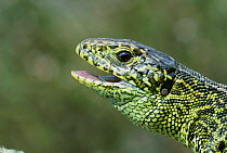 Sand lizard portrait {Lacerta agilis} Sussex, UK