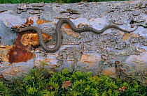 Smooth snake on log {Coronella austriaca} Sussex, UK