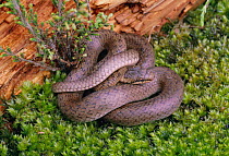 Smooth snake {Coronella austriaca} Sussex, UK